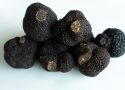 Découvrez les secrets de la truffe noire !